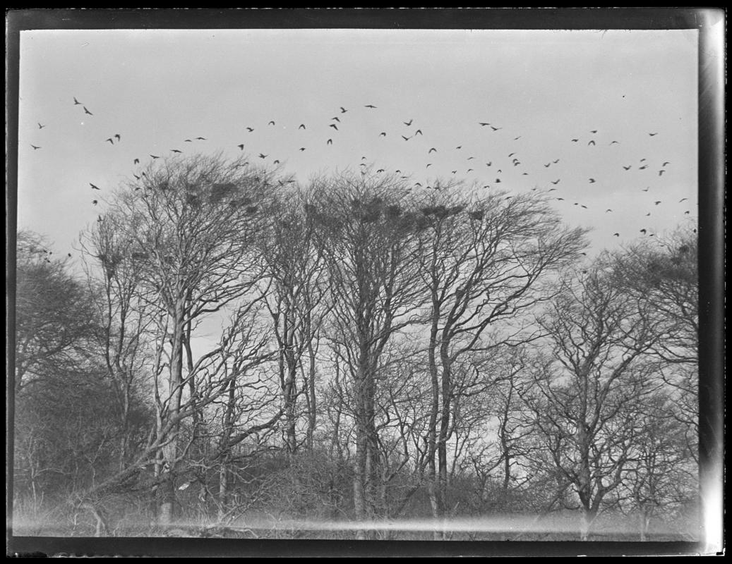 Rooks, glass negative