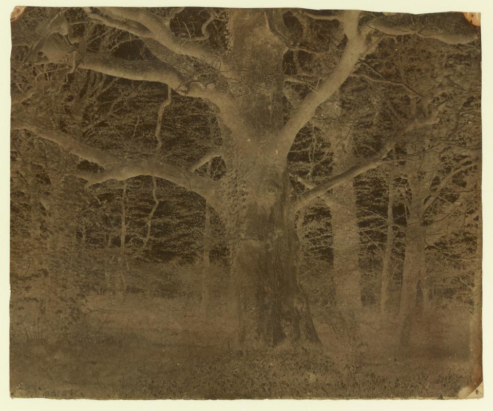 Penllergare, trees, negative