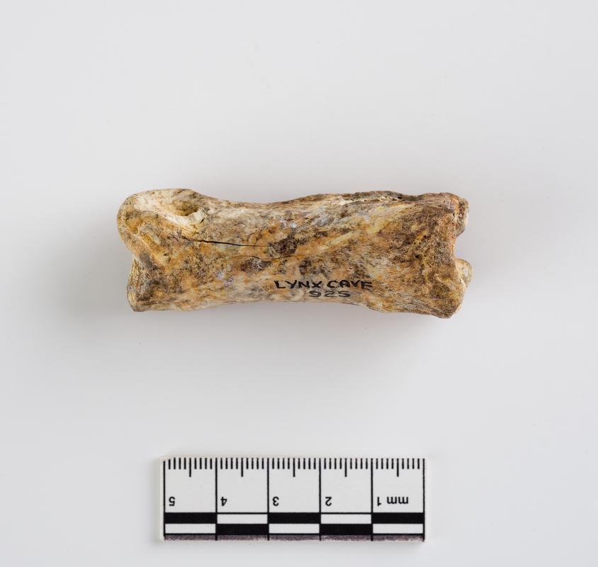 Pleistocene red deer bone