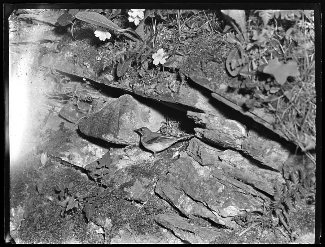 Grey Wagtail, glass negative