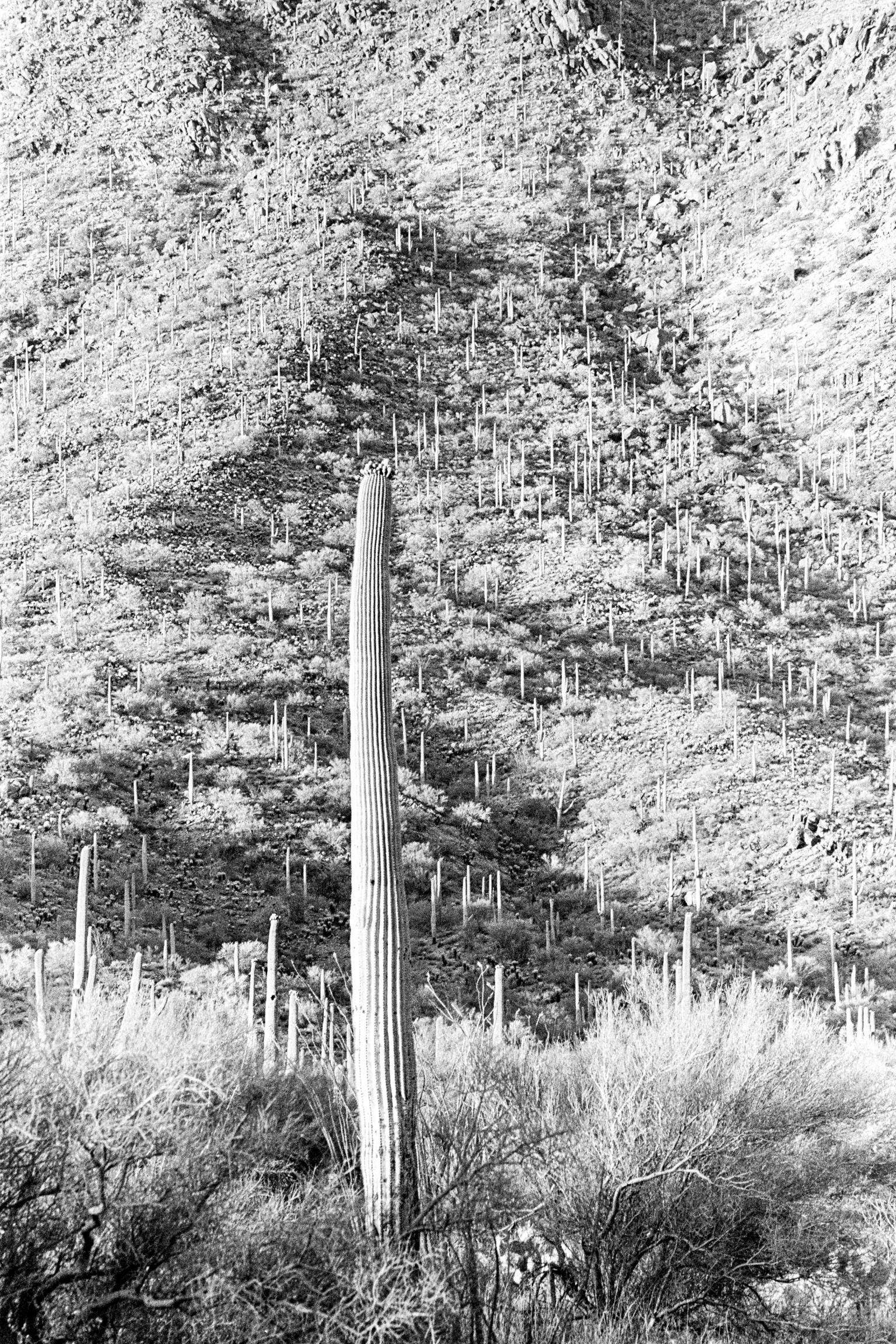 Saguaro cactus is a native of the Sonoran Desert, they can grow to over 20 meters tall. A saguaro without arms is called a spear. Sonoran Desert, Arizona USA