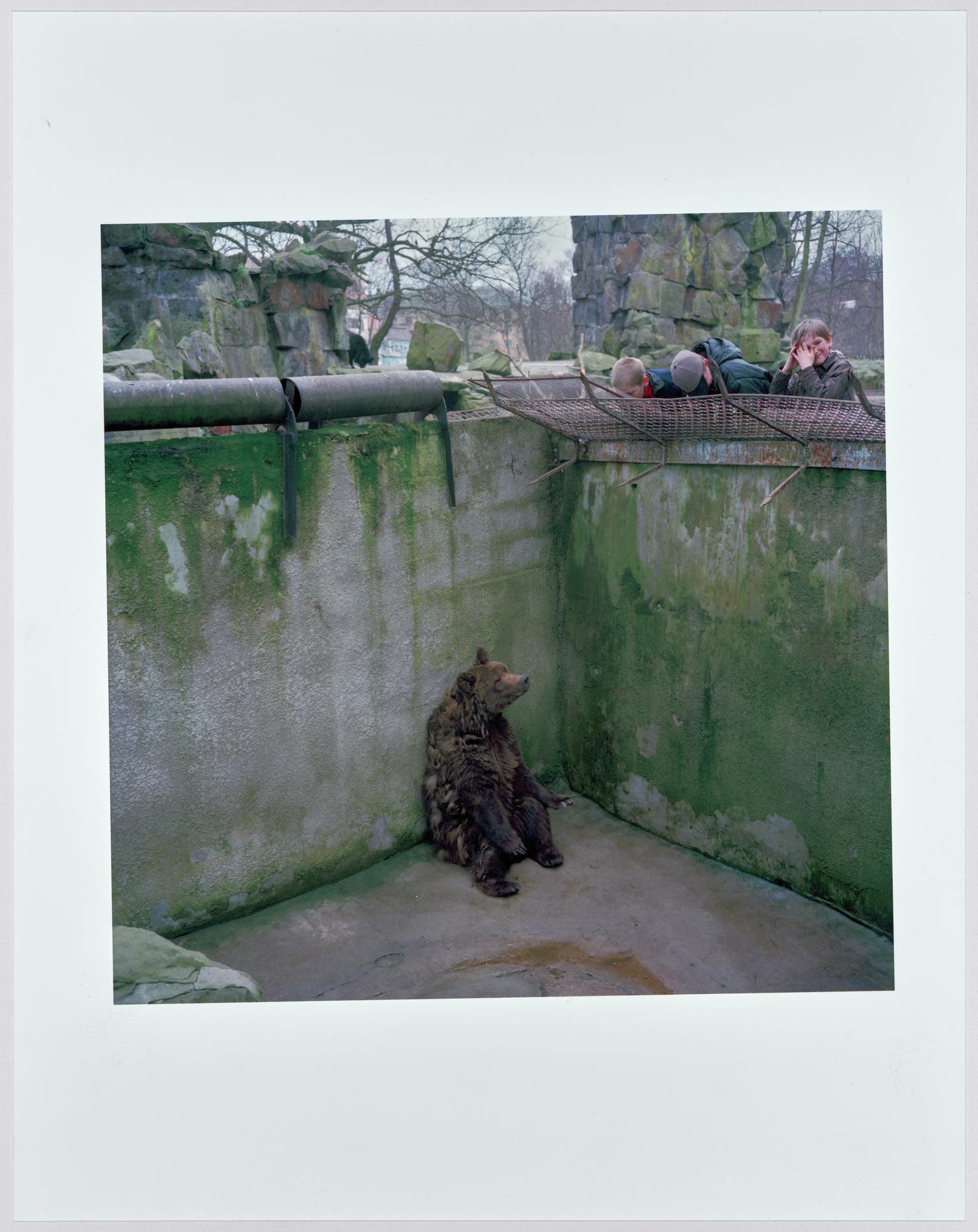 A bear sits alone in a pit in Kaliningrad Zoo, Russia