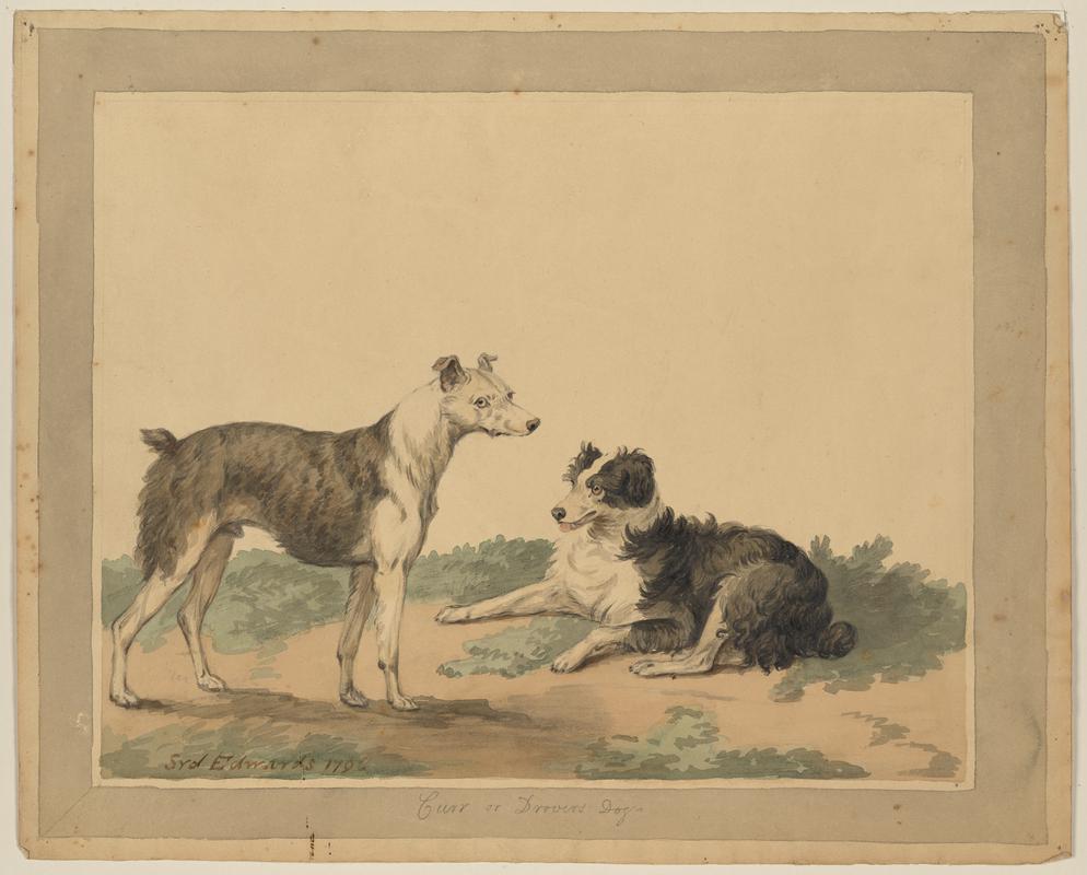 Cur, or Drover&#039;s Dog