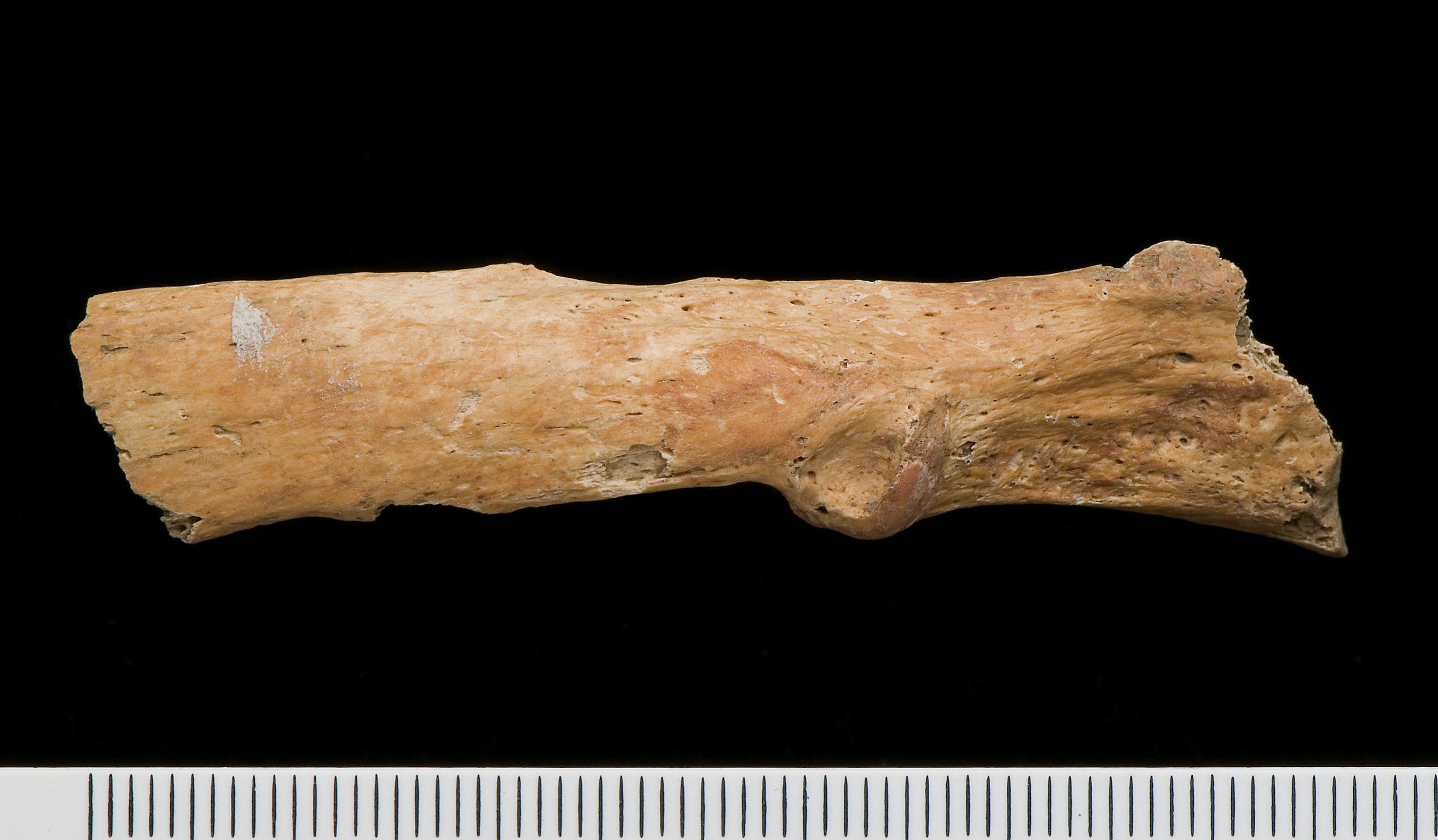 Medieval human remains