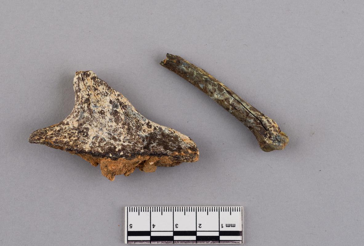 Pleistocene animal bone