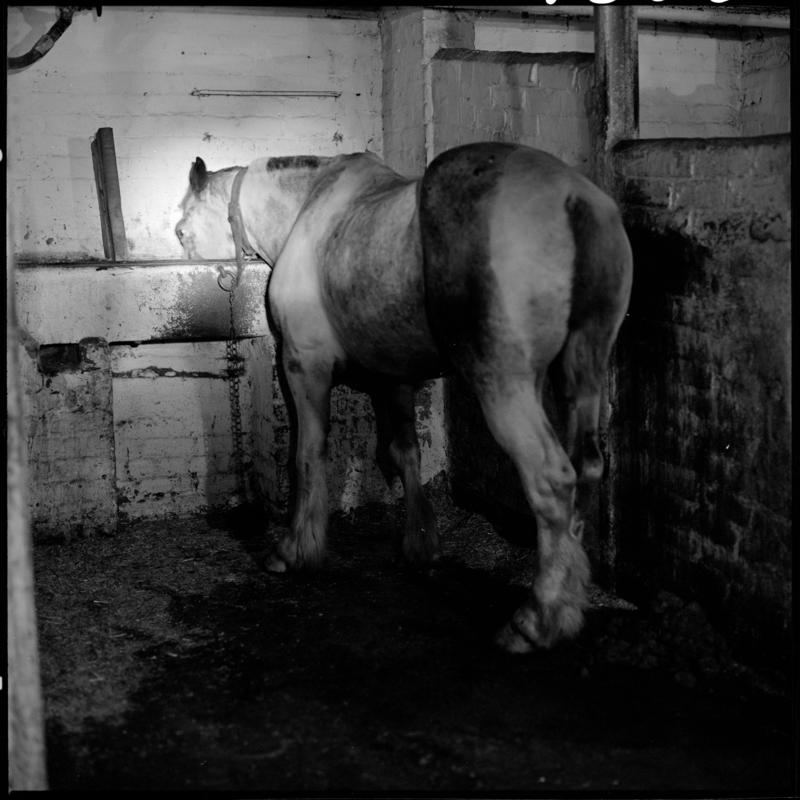 Black and white film negative showing Rex (pit pony) in his stall, Tower Colliery December 1979.  &#039;Tower Colliery pit pony Dec 1979&#039; is transcribed from original negative bag.  Appears to be identical to 2009.3/1367