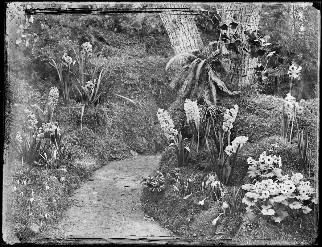 Penllergare, garden, negative