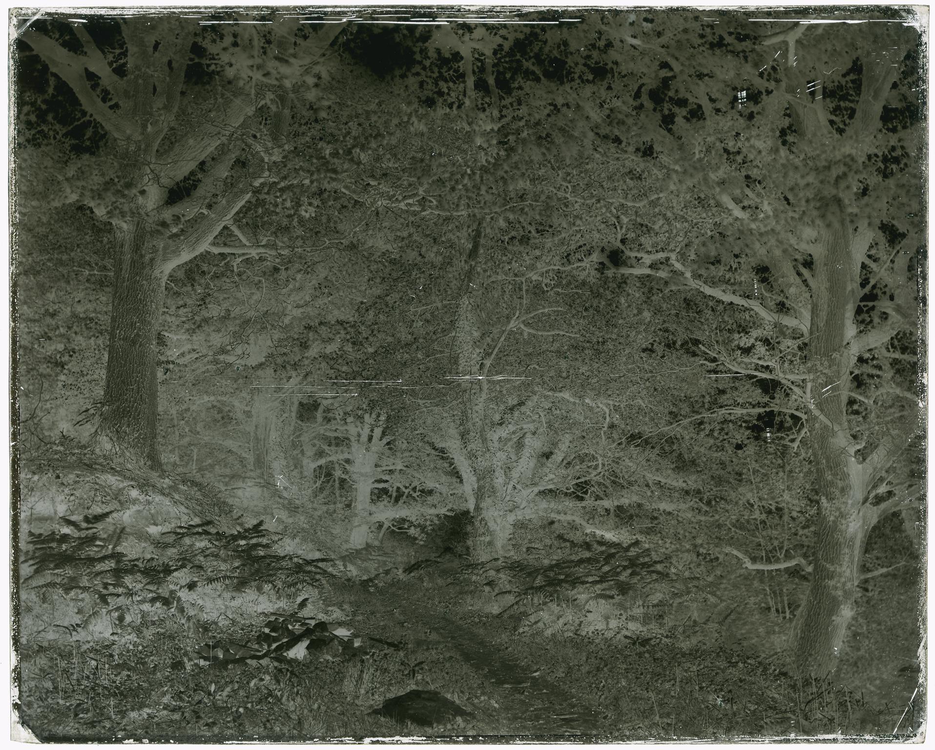 Ferns and forest scenery, glass negative