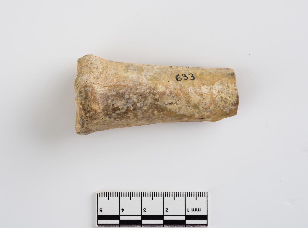 Pleistocene reindeer bone