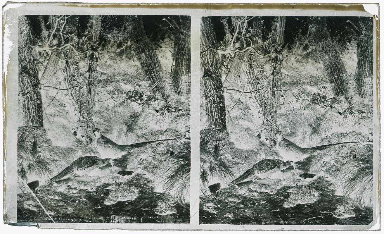 Pheasant, glass negative