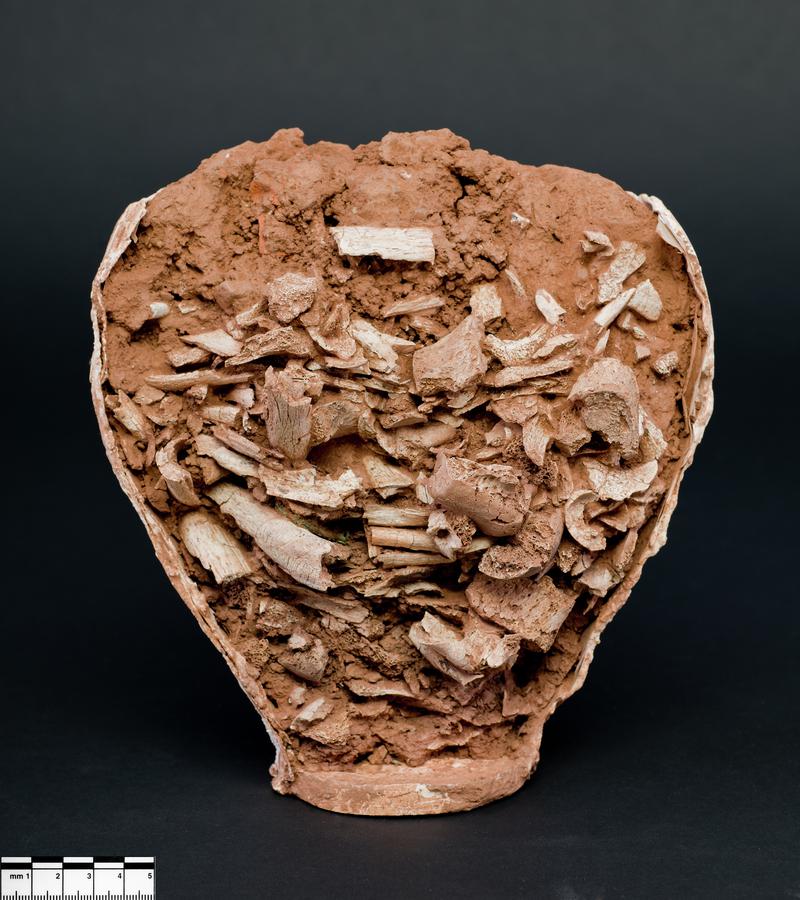Roman cremated human remains
