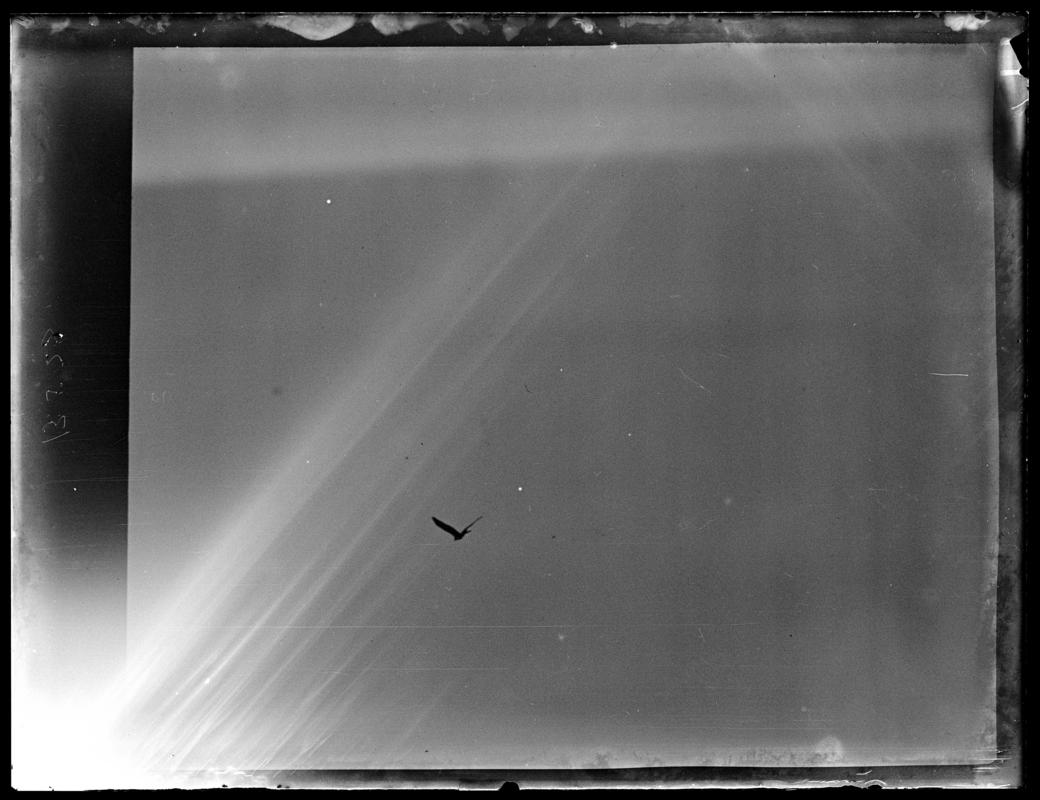 Red Kite, glass negative