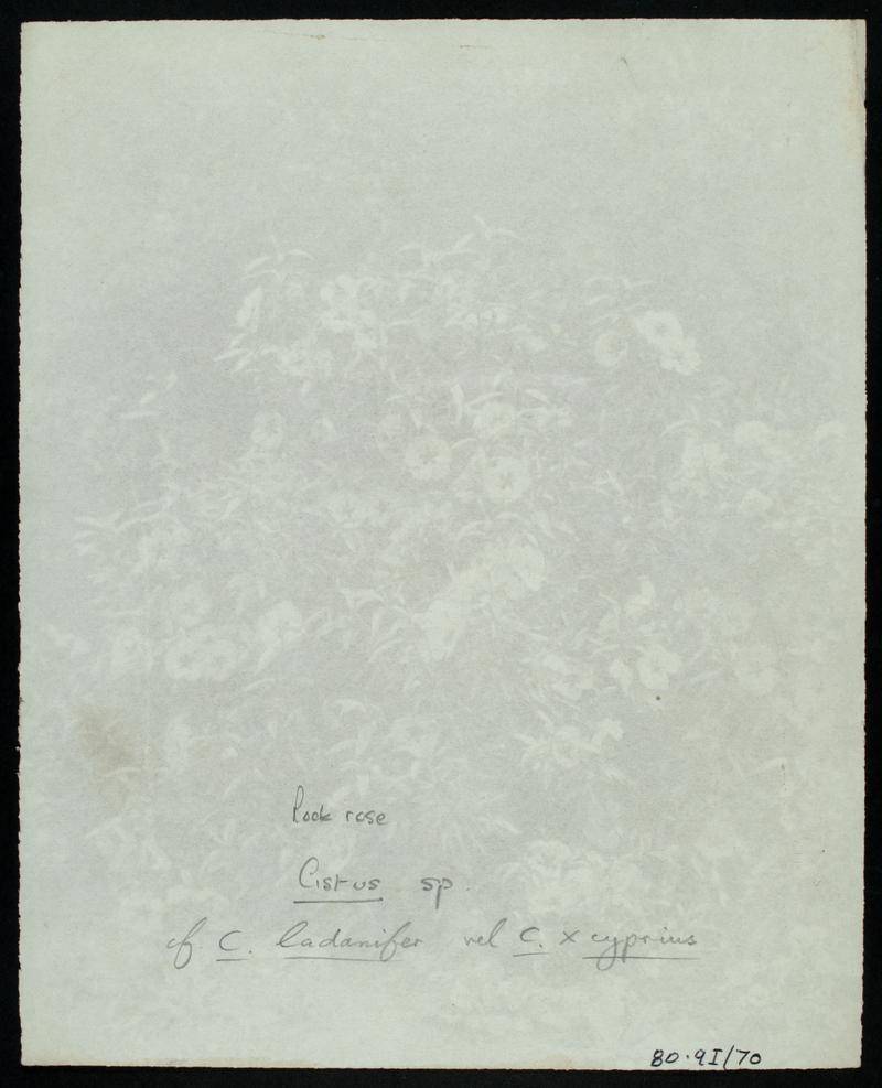 Rock rose, photograph