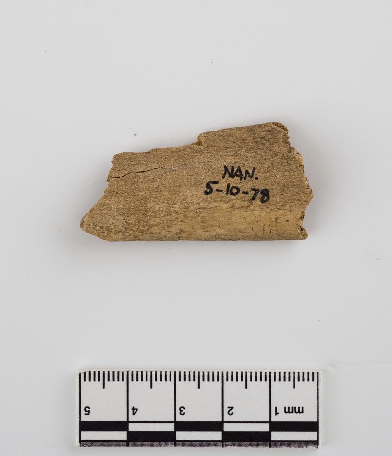 Pleistocene animal bone