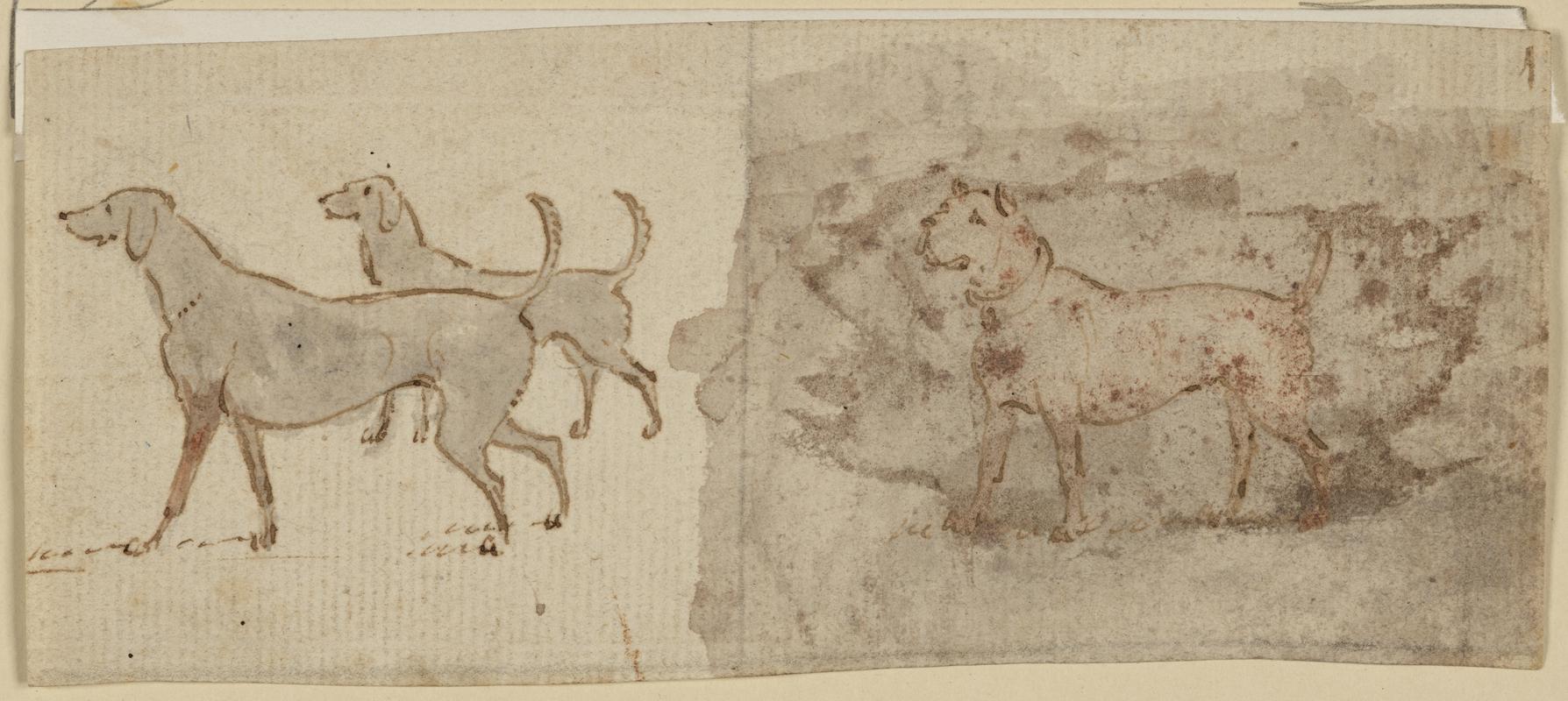 Sketches of Dogs