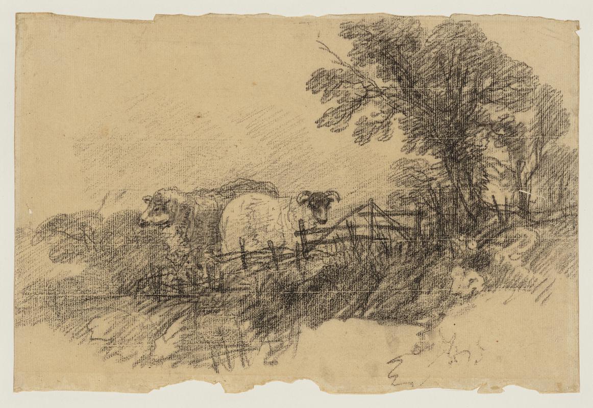 Two sheep in corner of a field