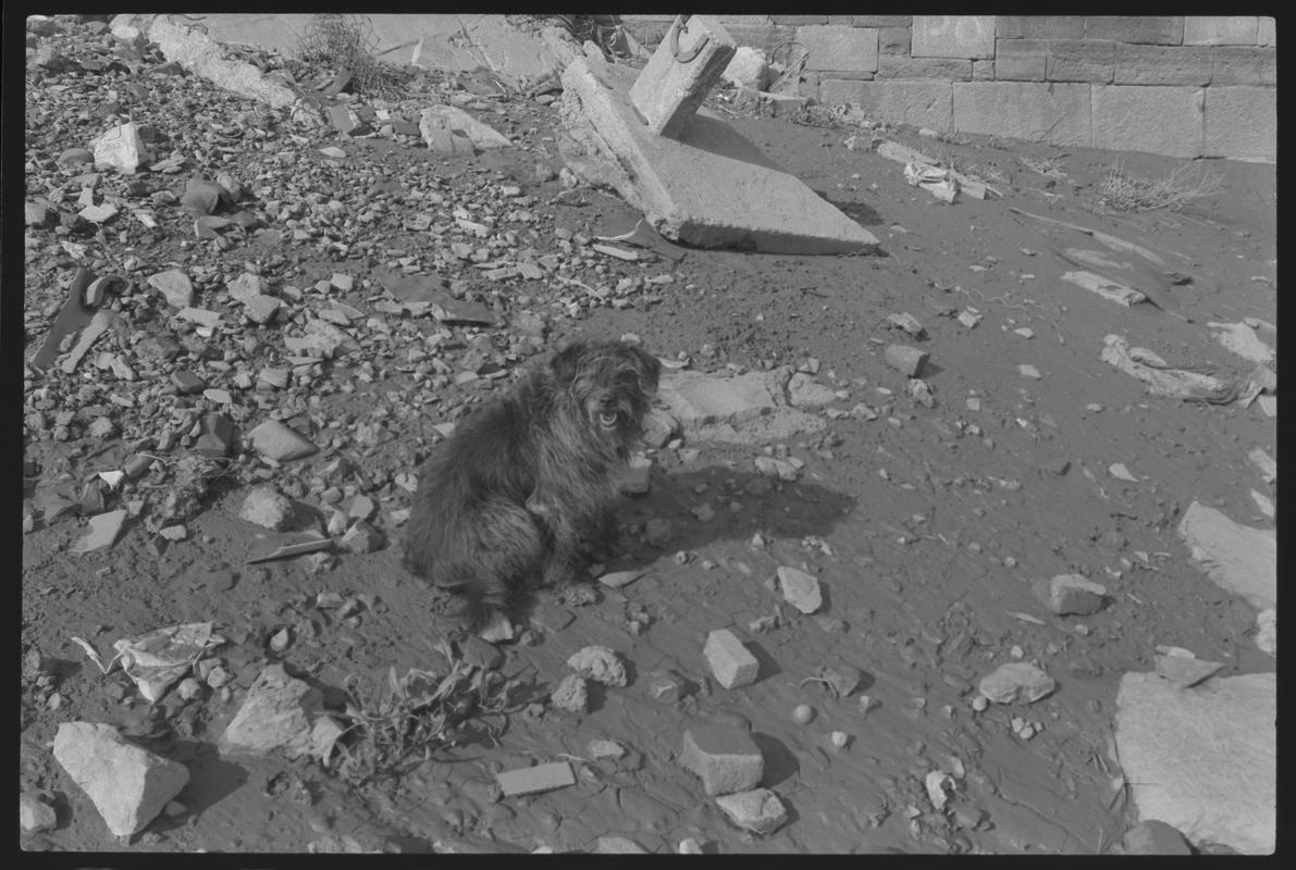 Dog sitting amongst rubble.