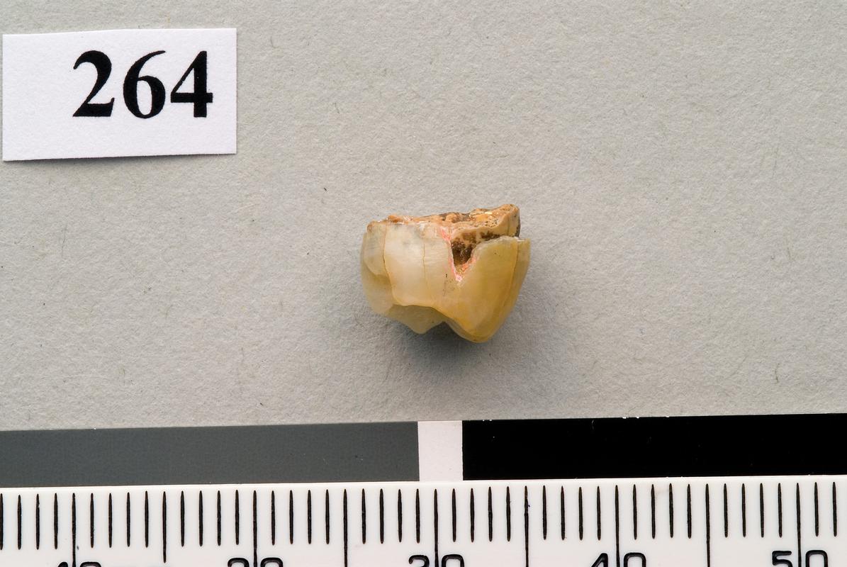 Neanderthal tooth . Pontnewydd Cave