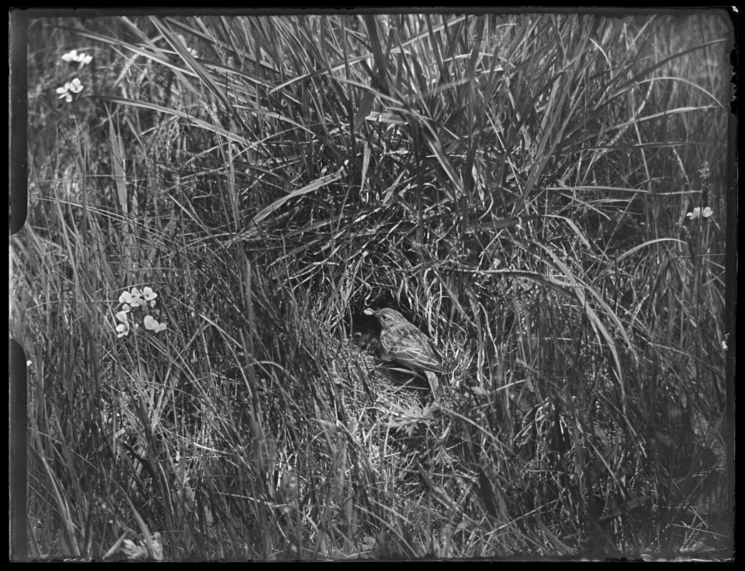 Meadow Pipit, glass negative