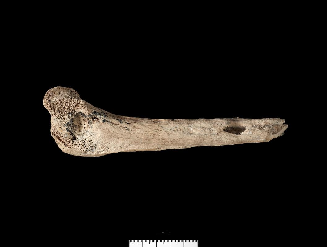 Prehistoric human bone