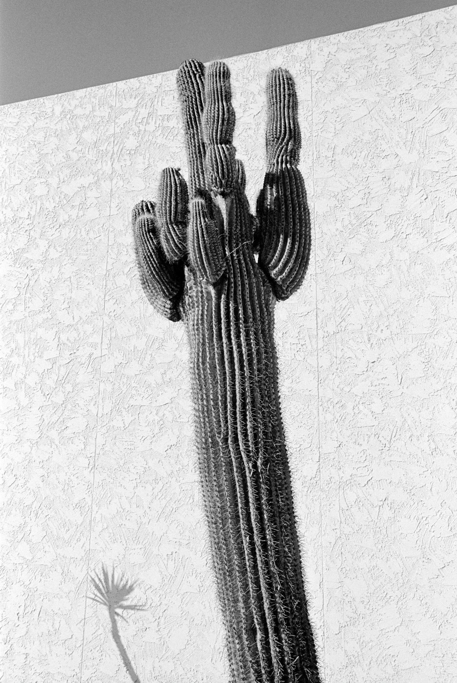 A garden Saguaro Cactus with shadow. Phoenix, Arizona USA