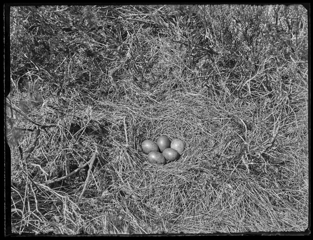 Merlin nest, glass negative