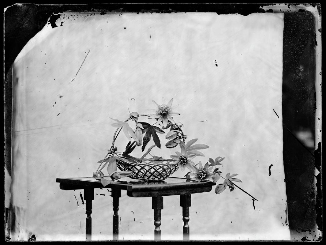 flowers on a table, glass negative