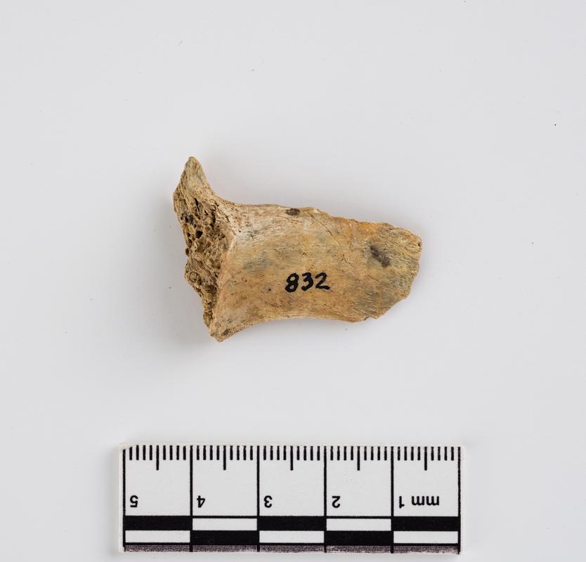 Holocene auroch bone