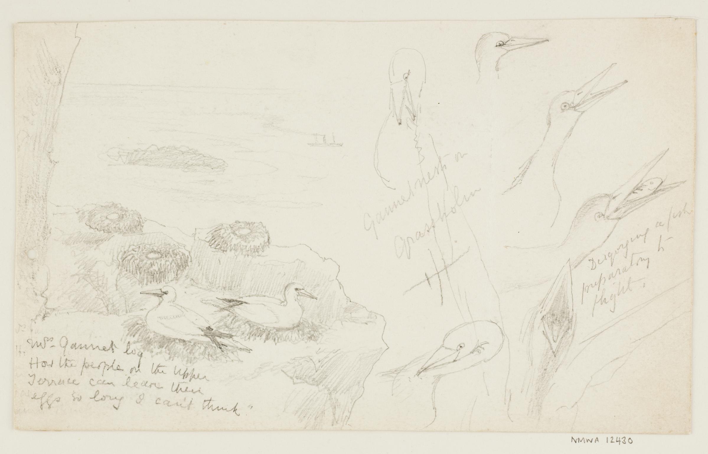 Gannets Nests, Grassholm (sketches)