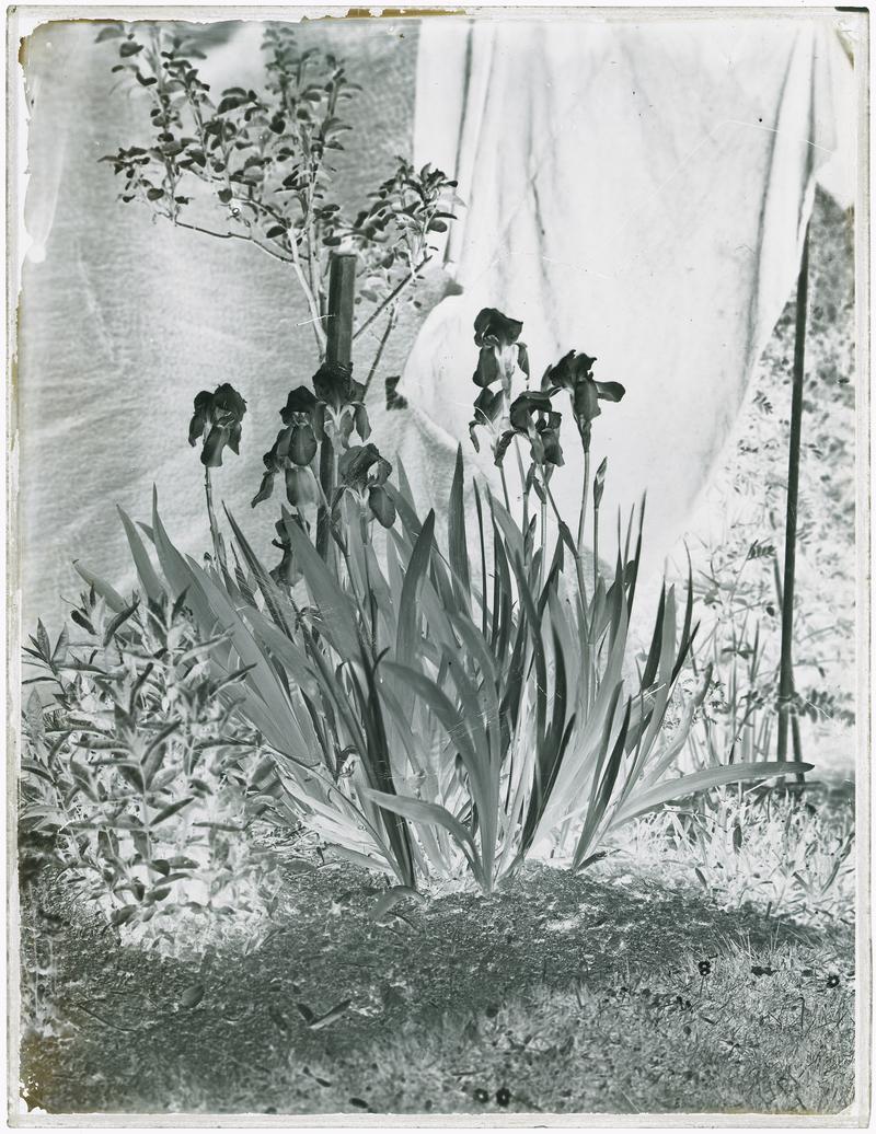 Iris Germanica (glass negative)