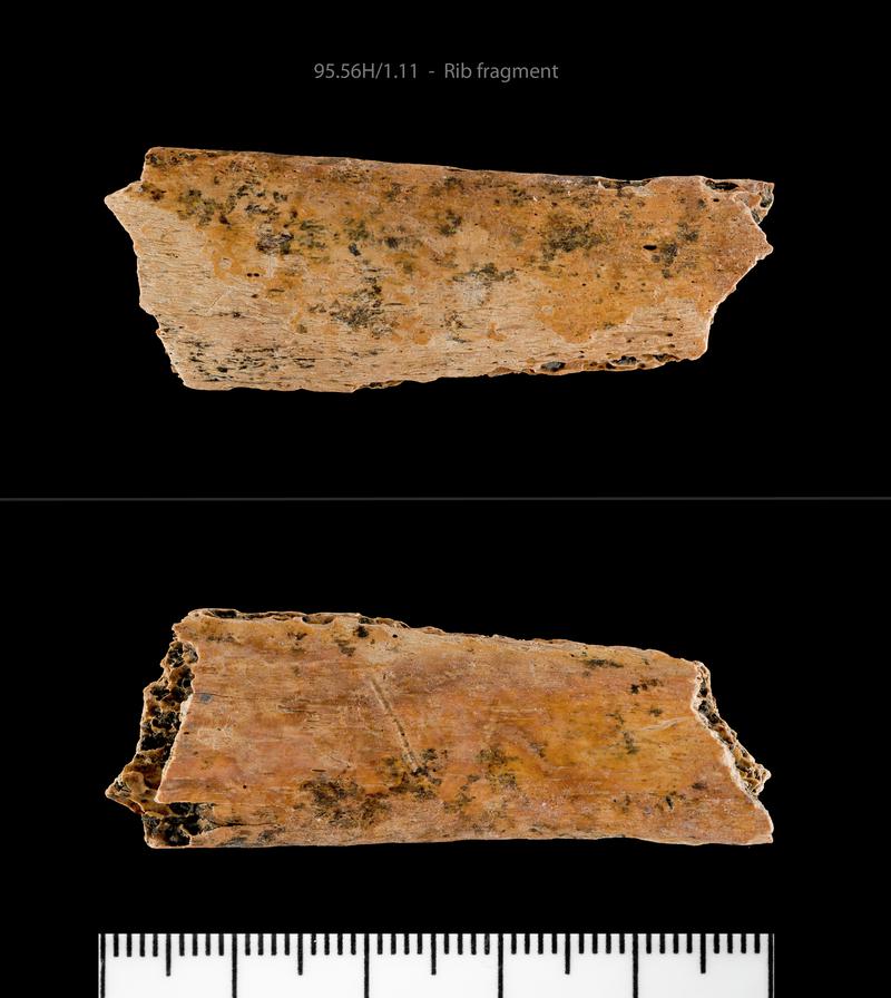 Early Medieval human remains