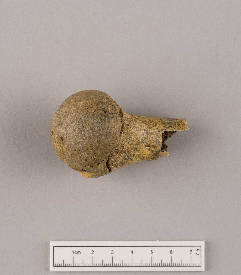 Prehistoric human bone