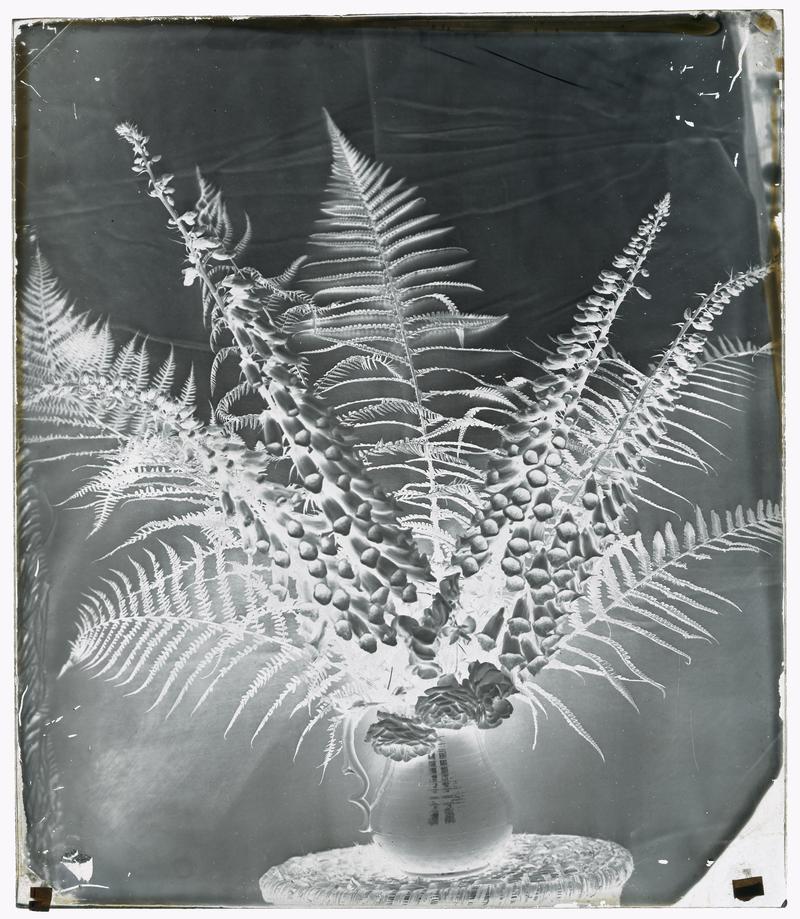 Ferns and foxgloves, glass negative