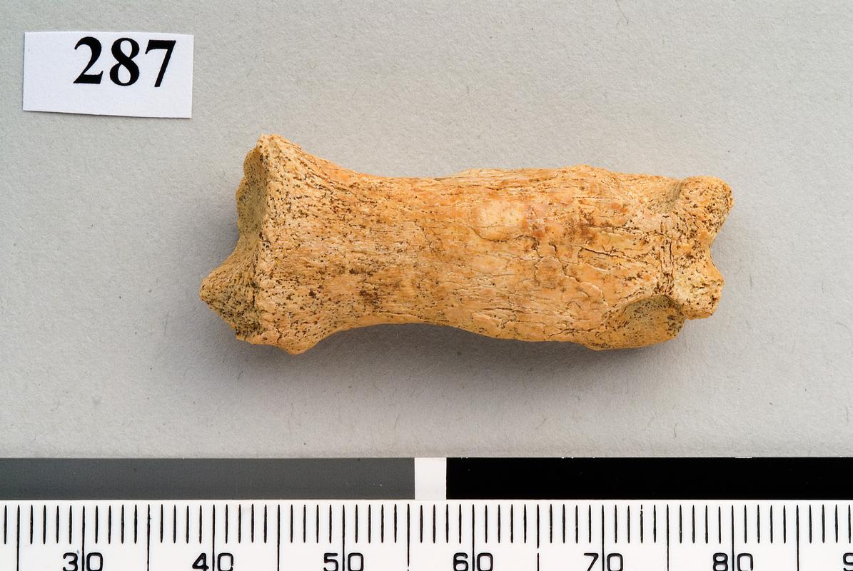 Pleistocene leopard bone . Pontnewydd Cave