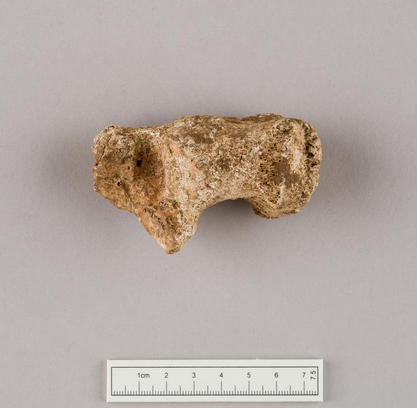 Prehistoric human bone