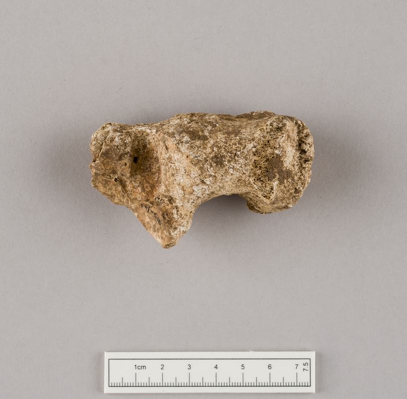 Prehistoric human bone