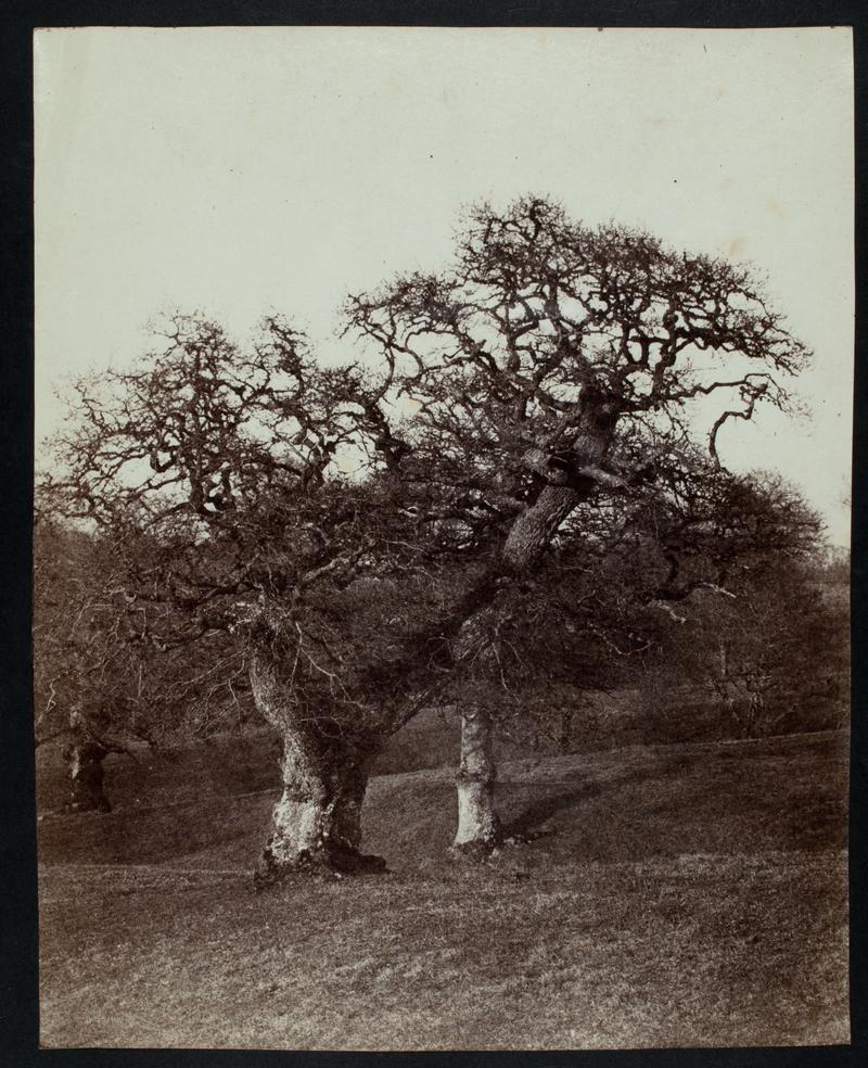 Old oaks at Melbury Lord Ilchesters house