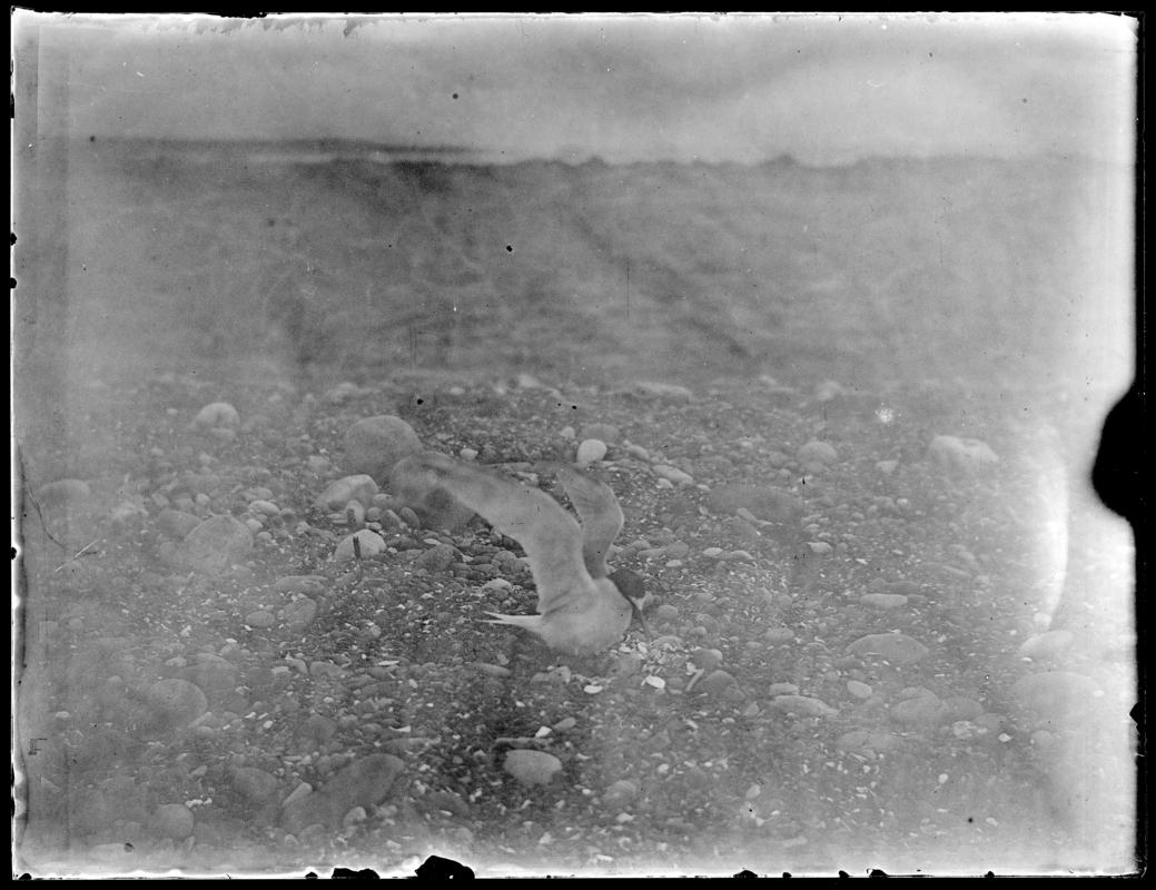 Little Tern at nest, glass negative