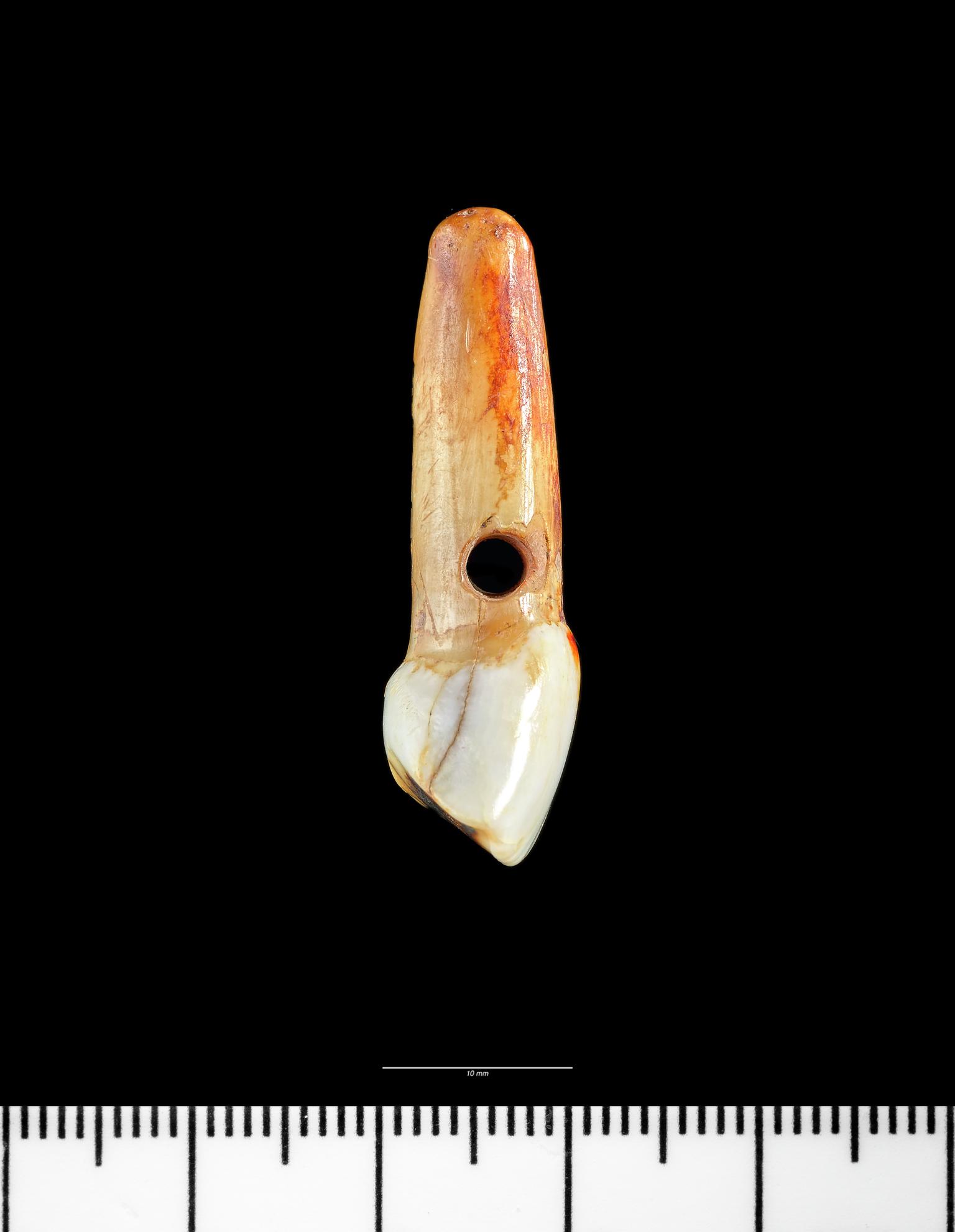 Roman cow tooth pendant