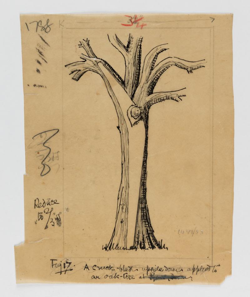 A drawing by Sir Cyril Fox suggesting how an upside down cruck could be formed from an oak tree.