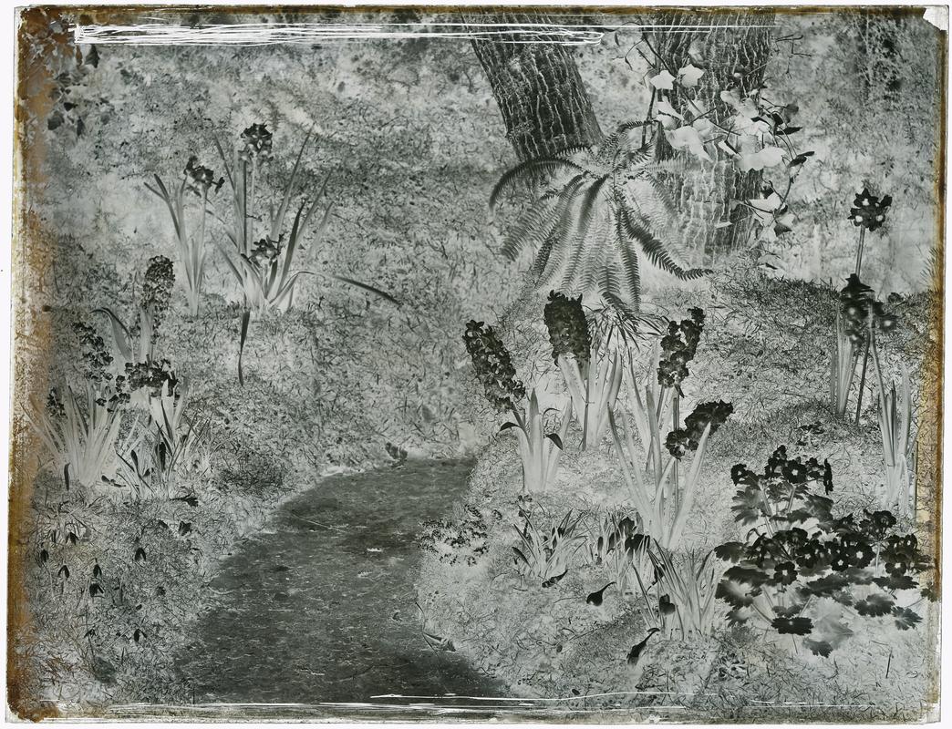 Penllergare, garden, negative