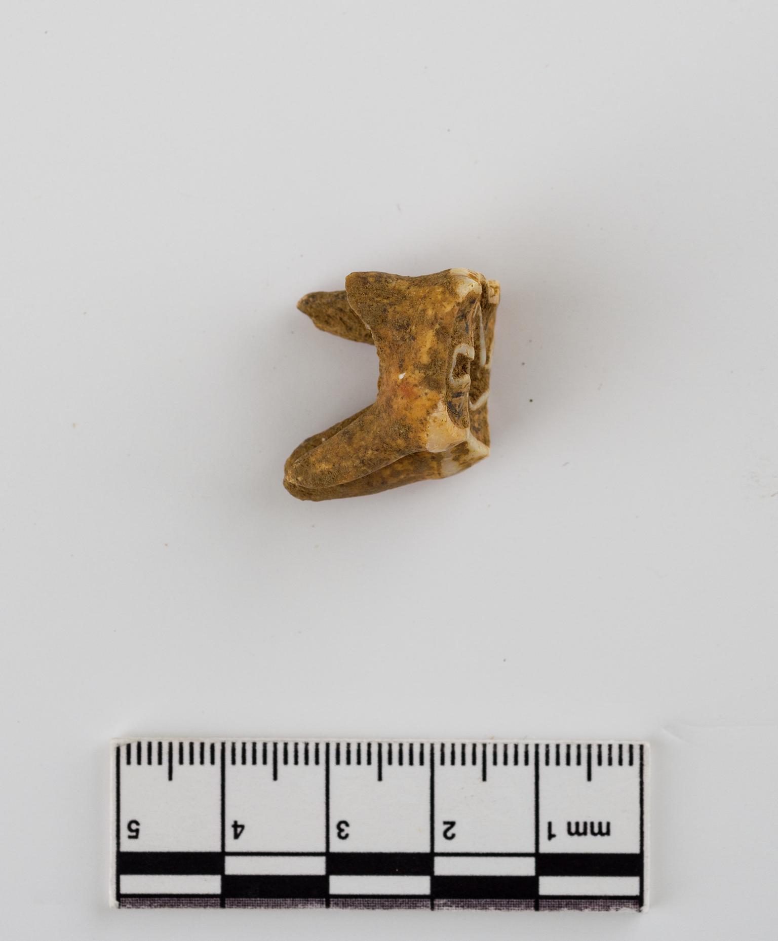 Pleistocene deer tooth