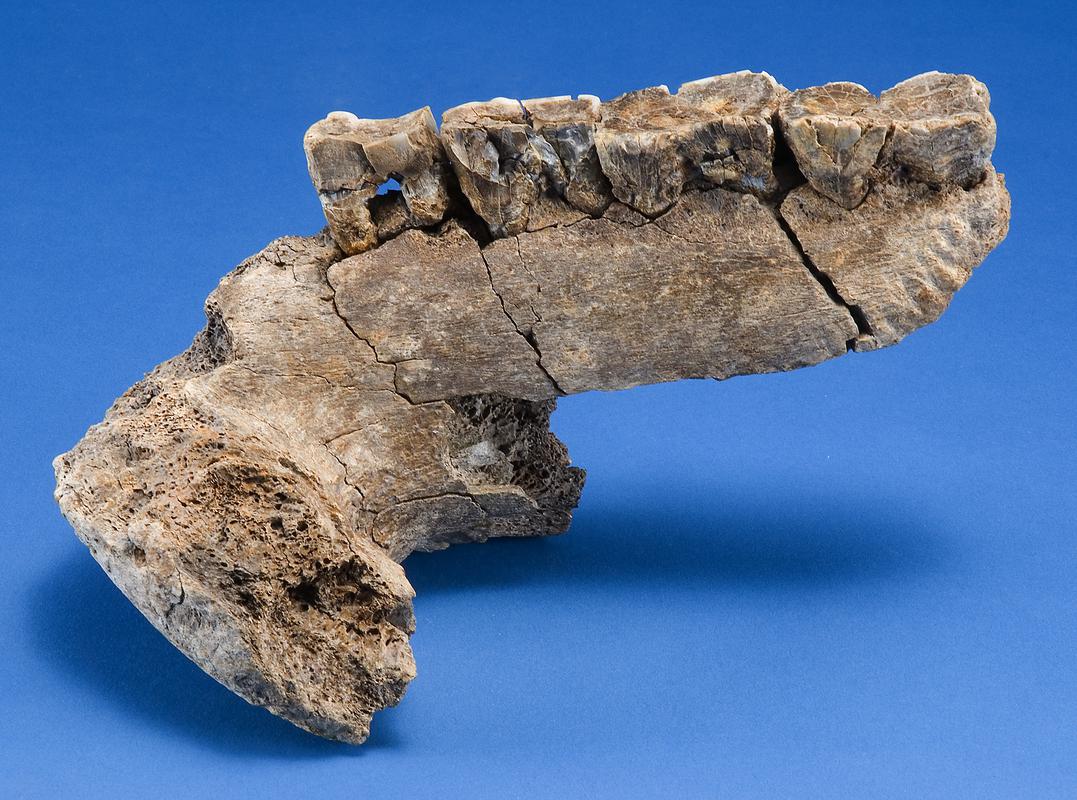 Pleistocene rhinoceros bone