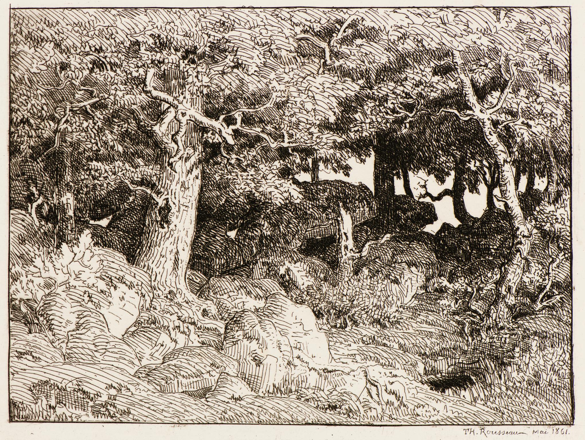 Oak trees growing among rocks