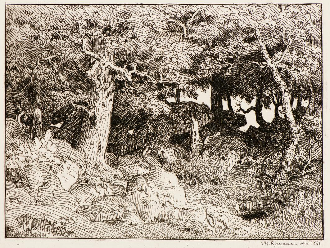 Oak Trees Growing Among Rocks (Chênes de Roche) close up