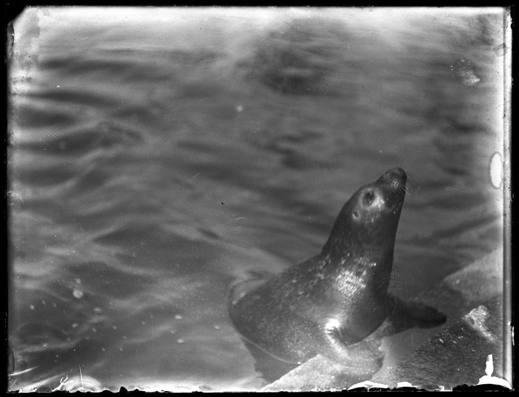Common Seal, glass negative