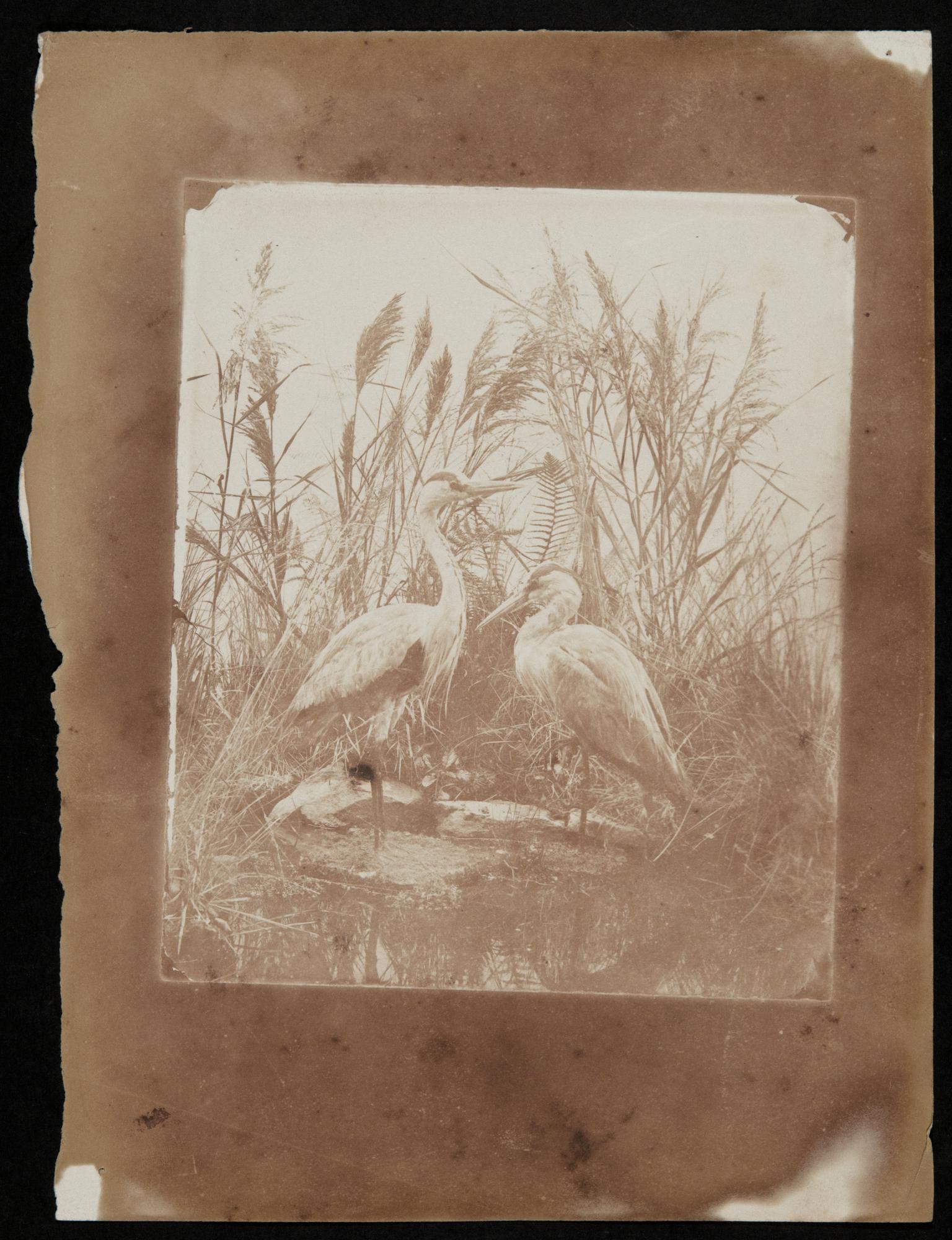Herons, photograph
