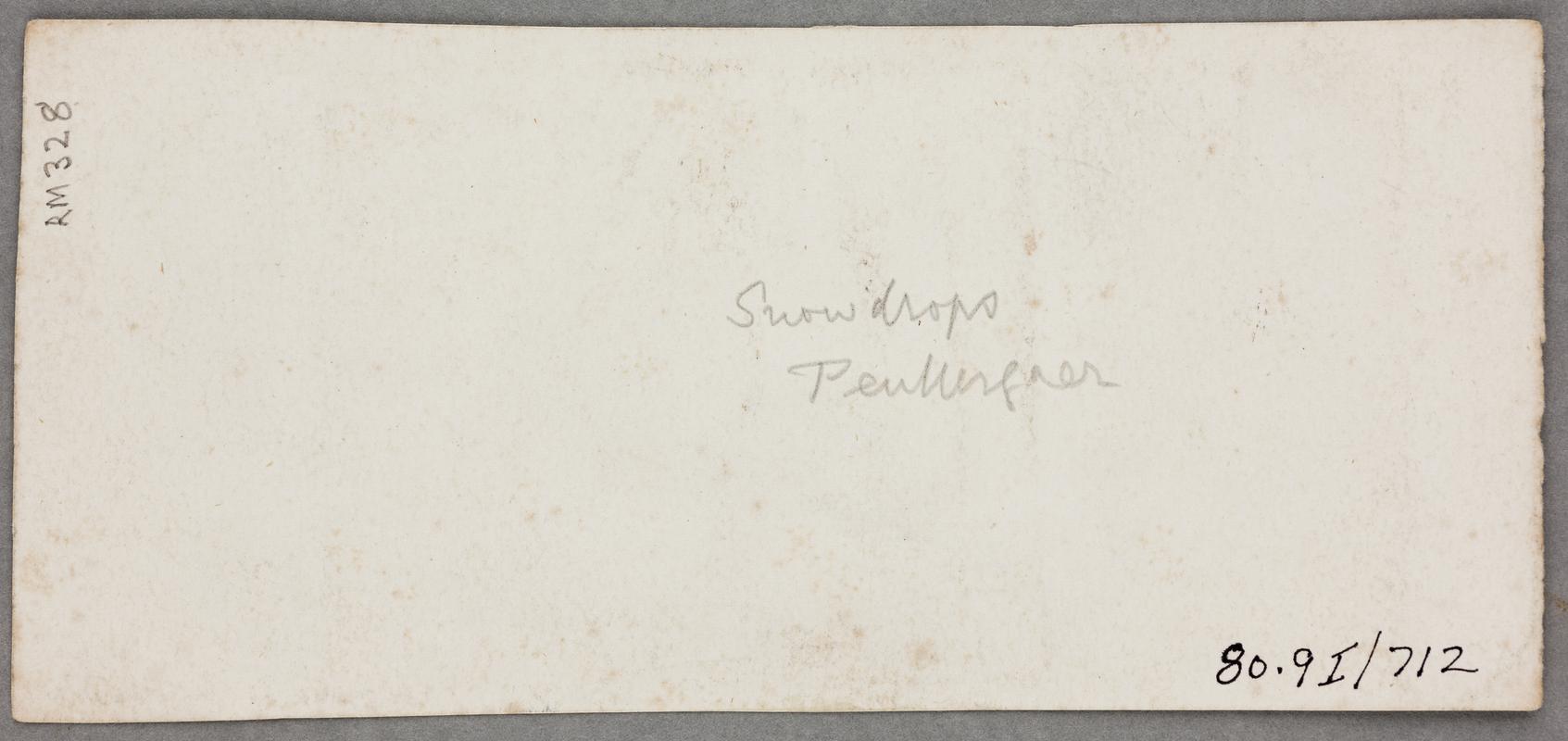 Snowdrops, photograph