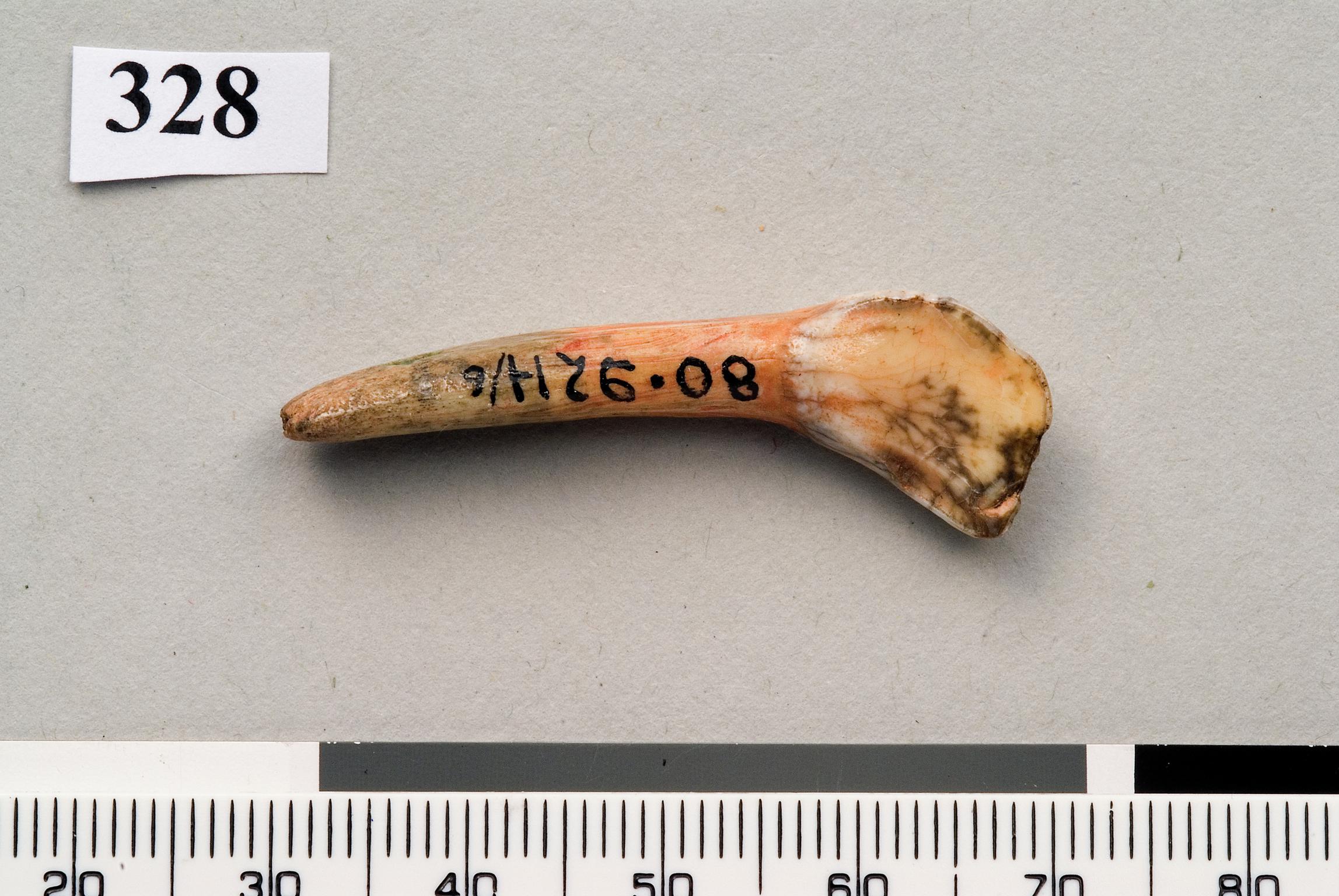 Upper Palaeolithic perforated tooth