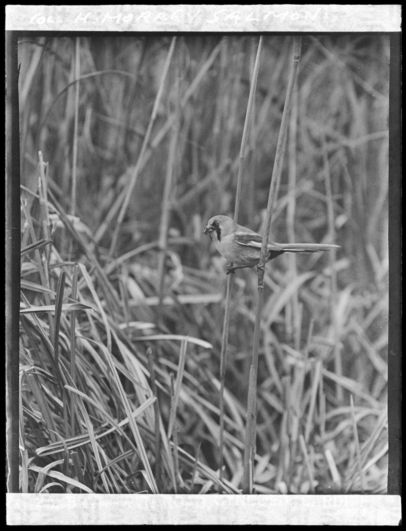 Bearded Tit, glass negative